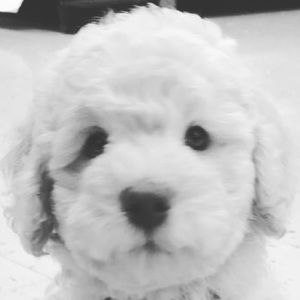 Meet your Posher, Cooper